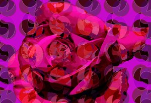 Rosa